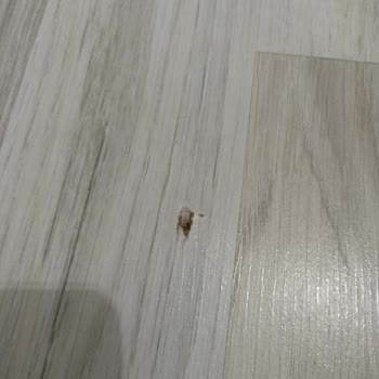 Enza Home Şifonyer Aynası Durup Dururken Düştü!