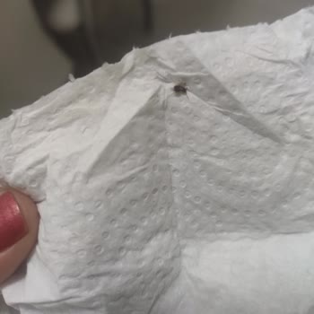 Arçelik Buzdolabı Hamam Böceği Dolu