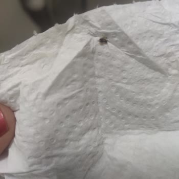 Arçelik Buzdolabı Hamam Böceği Dolu