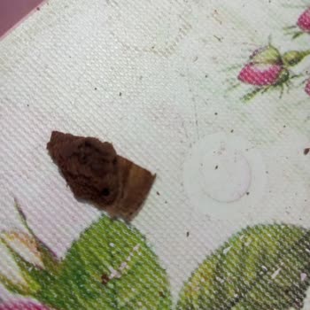 Eti Gıda Kakaolu Bisküviden Bir Şey Çıktı