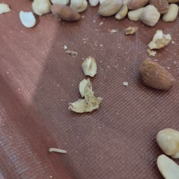 Güllübağlar Tatbak'tan Çekirdek Ve Karışık Çerezlerde Kurtlar!