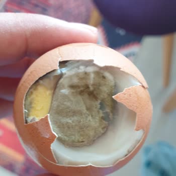 Bozuk Kozlu Yumurtalar