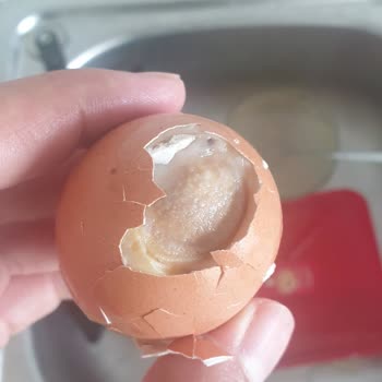 Bozuk Kozlu Yumurtalar