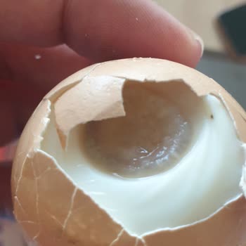 Bozuk Kozlu Yumurtalar