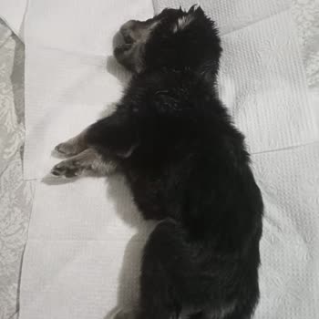 Totem Veteriner Kliniği İhmali