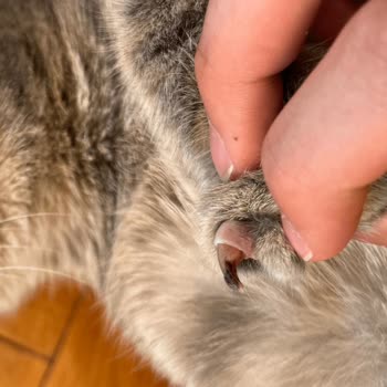 THY Hayvan Taşıma Sorunu