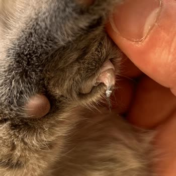 THY Hayvan Taşıma Sorunu