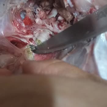 HasTavuk Ürün Temizlemeden Gönderilmiş