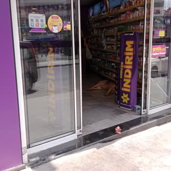 Gratis GOP Küçükköy Şubesinde Sokak Köpekleri Ve Hijyen Sorunu