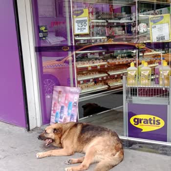 Gratis GOP Küçükköy Şubesinde Sokak Köpekleri Ve Hijyen Sorunu