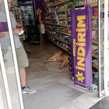 Gratis GOP Küçükköy Şubesinde Sokak Köpekleri Ve Hijyen Sorunu