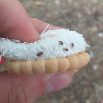 A101 Kapalı Paketten Böcek Çıkması