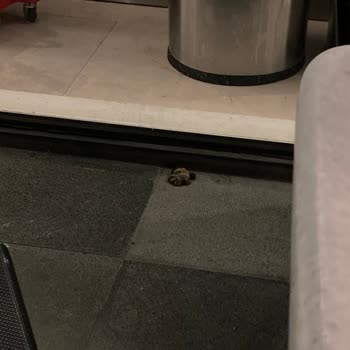Starbucks Şubesinde Kedi Dışkısı