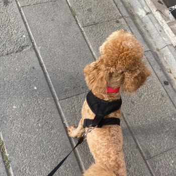 İDO' Da Köpeğim Kayboldu