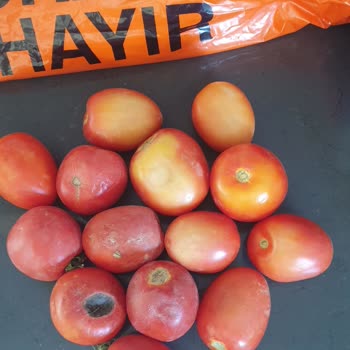 Migros Hemen Çürük Domates