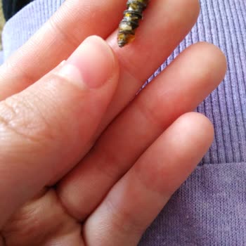 Cezeryeci Kadir Cezeryenin İçinden Vida Çıktı!