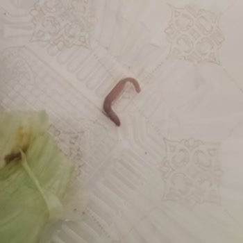 Komagene Maruldan Çıkan Solucan