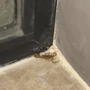 Villasepeti.com Varuna'da Akrep Var