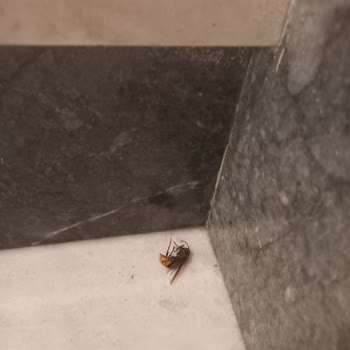 Rio Budva 3 Yıldız Ama Öğrenci Yurdu