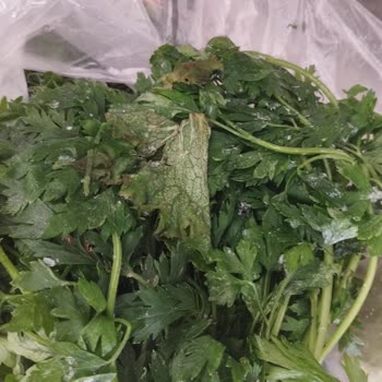 Regal Buzdolabımın Soğutmaması Ve Yiyeceklerimi Çürütmesi