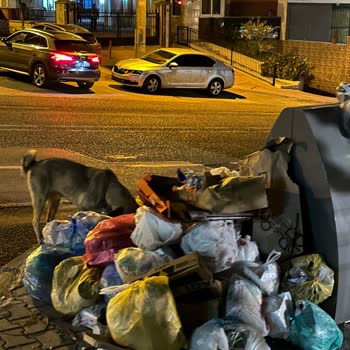Gaziantep Şehitkamil Belediyesi Çöp Konteynırının Yetersizliği
