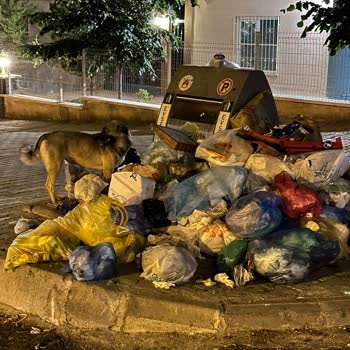 Gaziantep Şehitkamil Belediyesi Çöp Konteynırının Yetersizliği