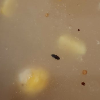 Pakmaya Aşure Sinden Böcekler Çıktı