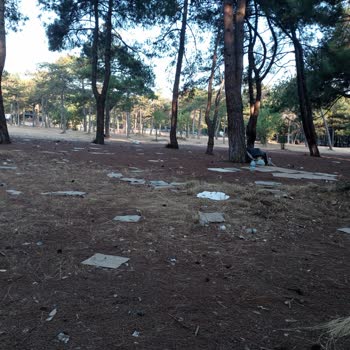 Bakırköy Prof. Dr. Mazhar Osman Ruh Sağlığı Ve Sinir Hastalıkları Eğitim Ve Araştırma Hastanesi Hk