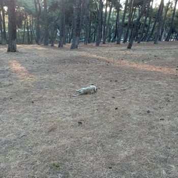 Bakırköy Prof. Dr. Mazhar Osman Ruh Sağlığı Ve Sinir Hastalıkları Eğitim Ve Araştırma Hastanesi Hk