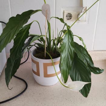 Çiçek Sepeti Kusurlu Ürün Ve Yorumlar