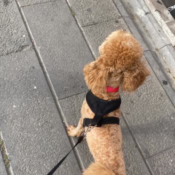 İDO Evcil Hayvan Kayıp Olması