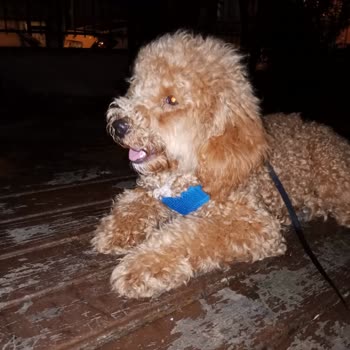 İDO Evcil Hayvan Kayıp Olması