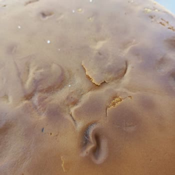 Küflenmiş UNO Anadolu Pasta Altı
