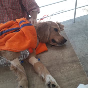 Sarımsaklı Veteriner Kliniği Mağduriyeti