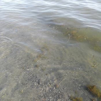 Çevre, Şehircilik Ve İklim Değişikliği Bakanlığı Dereağzı Mahallesindeki Deniz Kirliliği