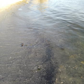 Çevre, Şehircilik Ve İklim Değişikliği Bakanlığı Dereağzı Mahallesindeki Deniz Kirliliği