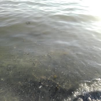 Çevre, Şehircilik Ve İklim Değişikliği Bakanlığı Dereağzı Mahallesindeki Deniz Kirliliği