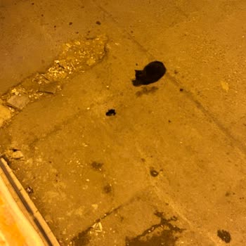 Buca Belediyesi Sokak Asfalt Çökmesi