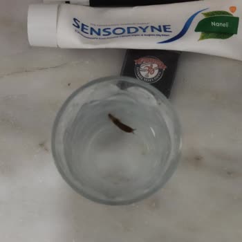 Tekir Su Damacanadan Böcek Çıktı