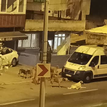 Gaziosmanpaşa Belediyesi Başıboş Köpek Hayvanları