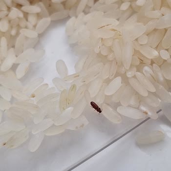 Duru Pirinç Paketi İçerisinden Böcek Çıkması