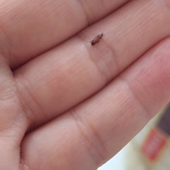 Duru Pirinç Paketi İçerisinden Böcek Çıkması