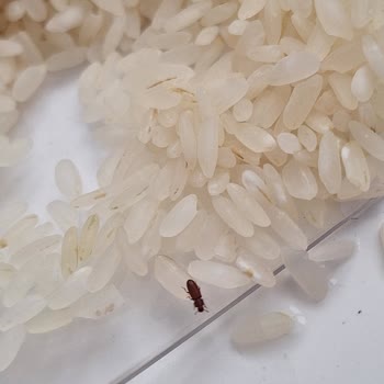 Duru Pirinç Paketi İçerisinden Böcek Çıkması