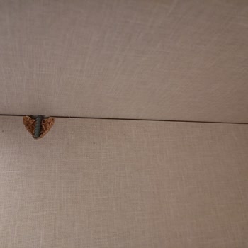 Aköz Nakliyat (Kocaeli) Yapamam Denildi Bırakmak İstiyor