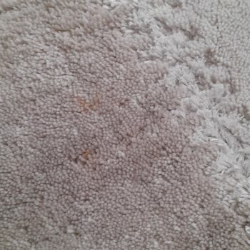 Lilyum Halı Yıkama (Antalya) Sakin Arkadaşlar Paranız Çöp Olur