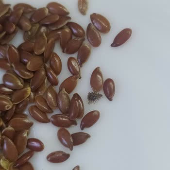 Yayla Bakliyat Yayla Keten Tohumundan Minik Böcekler Çıktı!