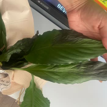 Çiçek Sepeti Çürümüş Çiçek Gönderdi