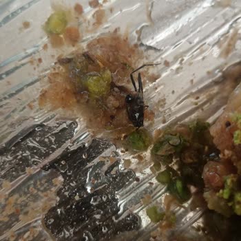 Asıl Dondurma Tatlının İçinden Böcek Çıktı