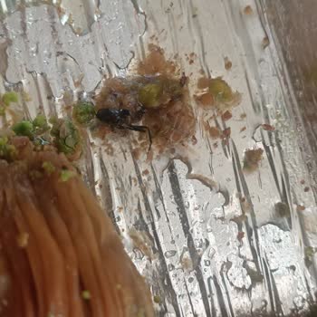 Asıl Dondurma Tatlının İçinden Böcek Çıktı