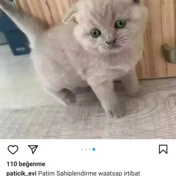 Paticik_evi (Instagram) Paticik_evi Instagram Adresi